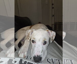 American Pit Bull Terrier-Pointer Mix Dogs for adoption in McKinney, TX, USA
