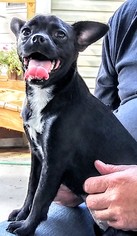Chug Dogs for adoption in Baileyton, AL, USA