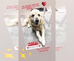 Great Pyrenees Dogs for adoption in Bridgewater, NJ, USA