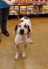 Small English Coonhound Mix