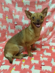 Chihuahua Dogs for adoption in FAIRLAWN, OH, USA