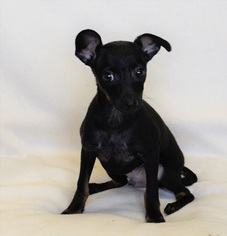 Medium Photo #1 Chiweenie Puppy For Sale in New Iberia, LA, USA