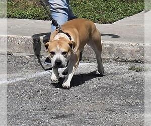 American Staffordshire Terrier-Unknown Mix Dogs for adoption in San Antonio, TX, USA