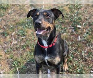 Rottweiler-American Pit Bull Terrier Dogs for adoption in McKinleyville, CA, USA