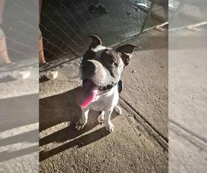 American Bulldog-Unknown Mix Dogs for adoption in San Antonio, TX, USA