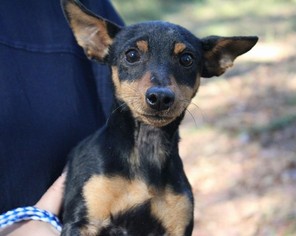 Miniature Pinscher Dogs for adoption in New York, NY, USA