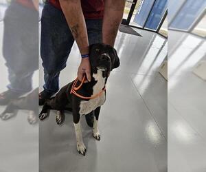 Labrenees Dogs for adoption in Temple, TX, USA