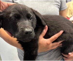 Borador Dogs for adoption in Princeton, MN, USA