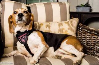 Beagle Dogs for adoption in Warwick, RI, USA