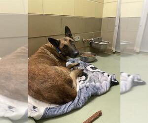 Mutt Dogs for adoption in Riverside, CA, USA