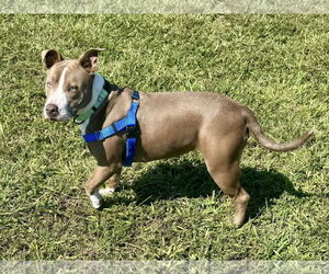 American Pit Bull Terrier-Unknown Mix Dogs for adoption in Millersville, MD, USA