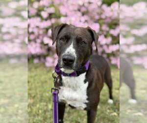 Mutt Dogs for adoption in Woodbury, NY, USA
