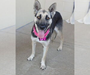 Mutt Dogs for adoption in McKinney, TX, USA
