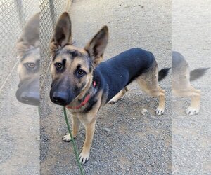 German Shepherd Dog Dogs for adoption in Woodland, CA, USA