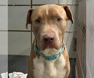 American Staffordshire Terrier-Unknown Mix Dogs for adoption in San Antonio, TX, USA
