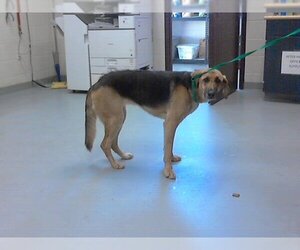 American Foxhound-German Shepherd Dog Mix Dogs for adoption in Fayetteville, NC, USA