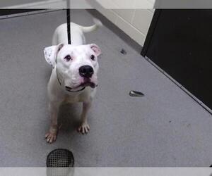 American Bulldog-Unknown Mix Dogs for adoption in Denver, CO, USA