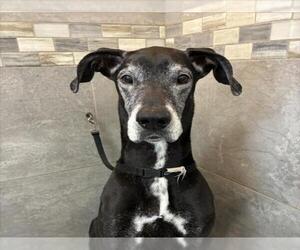 Great Dane-Unknown Mix Dogs for adoption in Las Vegas, NV, USA