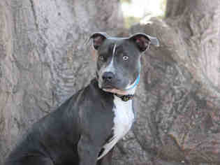 Medium Photo #1 American Pit Bull Terrier Puppy For Sale in Santa Barbara, CA, USA