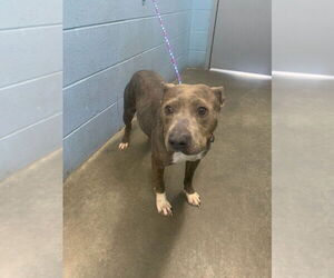 American Pit Bull Terrier Dogs for adoption in Evansville, IN, USA