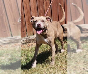 American Pit Bull Terrier-Unknown Mix Dogs for adoption in Wetumpka, AL, USA