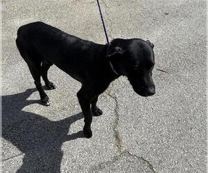 Labrador Retriever Dogs for adoption in Houston, TX, USA