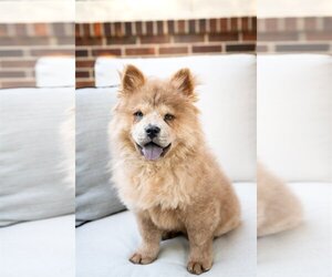 Chow Chow Dogs for adoption in St. Louis Park, MN, USA