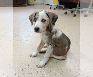 Great Dane-Unknown Mix Dogs for adoption in York, SC, USA