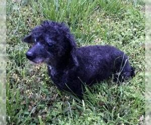 Poodle (Miniature)-Unknown Mix Dogs for adoption in White Bluff, TN, USA
