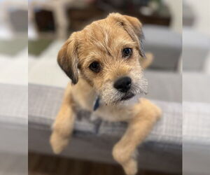 Pomeranian-Unknown Mix Dogs for adoption in Bellevue, WA, USA