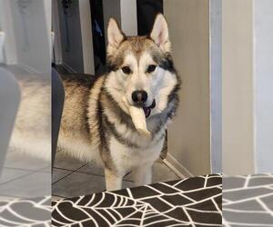 Huskies -Unknown Mix Dogs for adoption in San Antonio, TX, USA