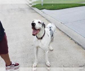 Great Dane Dogs for adoption in Houston, TX, USA