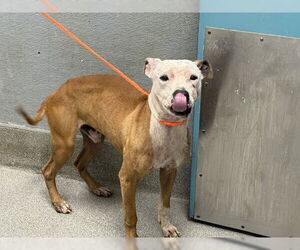 American Pit Bull Terrier-Unknown Mix Dogs for adoption in Las Vegas, NV, USA
