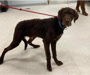 German Wirehaired Pointer Dogs for adoption in Maple Grove, MN, USA