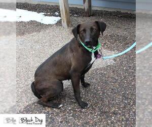 Unknown-Whippet Mix Dogs for adoption in Cheyenne, WY, USA