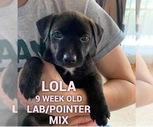 Lab-Pointer Dogs for adoption in pomfret, CT, USA