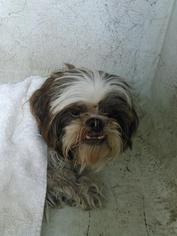 Shih Tzu Dogs for adoption in San Antonio, TX, USA