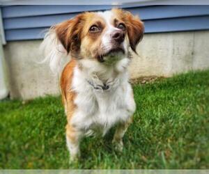 Paperanian Dogs for adoption in Warwick, RI, USA