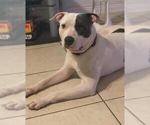 American Bulldog-Unknown Mix Dogs for adoption in Fort Lauderdale, FL, USA
