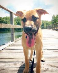 German Shepherd Dog-Unknown Mix Dogs for adoption in Millburn, NJ, USA