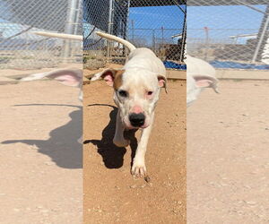 American Pit Bull Terrier-Unknown Mix Dogs for adoption in Pacolet, SC, USA