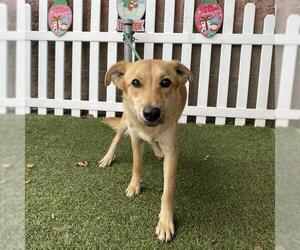 Golden Retriever-Unknown Mix Dogs for adoption in Modesto, CA, USA