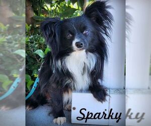 Chiranian Dogs for adoption in Tustin, CA, USA