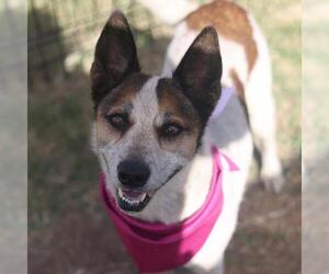 Mutt Dogs for adoption in San Antonio, TX, USA