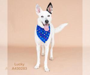 Border Collie Dogs for adoption in Conroe, TX, USA