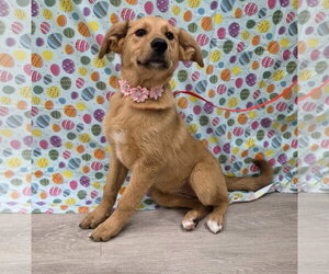Gollie Dogs for adoption in Attalka, AL, USA