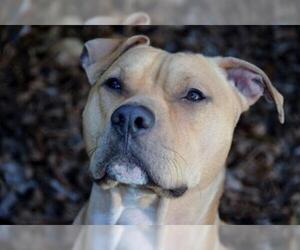 American Pit Bull Terrier-Staffordshire Bull Terrier Mix Dogs for adoption in Cary, NC, USA
