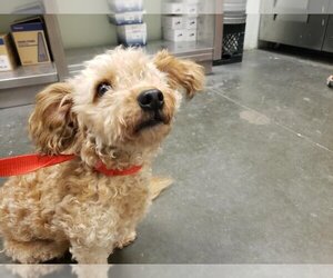 Shih-Poo Dogs for adoption in Santa Cruz, CA, USA