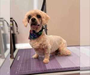 Dachshund-Unknown Mix Dogs for adoption in Princeton, MN, USA