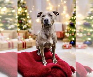 American Pit Bull Terrier-American Staffordshire Terrier Mix Dogs for adoption in Brewster, NY, USA